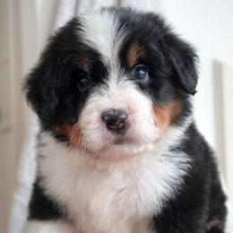 Avit - Tri-color male Bernedoodle puppy in Folsom, Louisiana from DoodlesFarmCo