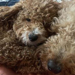 Goldendoodles and Poodles from Blue Creek Poodles and Doodles