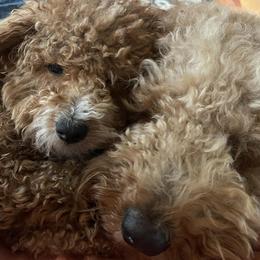 Goldendoodles and Poodles from Blue Creek Poodles and Doodles