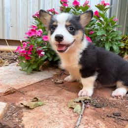 Glory - Black and tan female Pembroke Welsh Corgi puppy in Purcell, Oklahoma from Lewis Aussie’s & Corgi’s