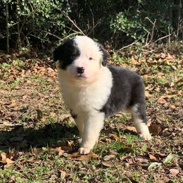 Australian Shepherd and Miniature Australian Shepherd Puppies from SkyBrynn Aussies