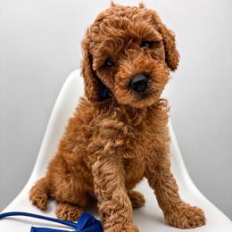 Charlie - Apricot male Goldendoodle puppy in Creston, Ohio from Mini Doodles Dandy