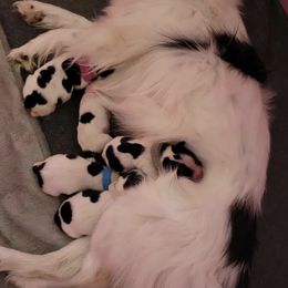 Papillons from Luvbugs Papillons