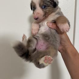 Australian Shepherd and Miniature American Shepherd Puppies from Autumn Fall Aussies
