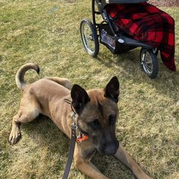 Australian Shepherd, Belgian Malinois, and Dutch Shepherd All Grown Up from Paws Laws k9