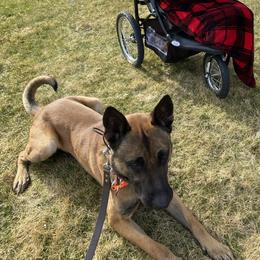 Australian Shepherd, Belgian Malinois, and Dutch Shepherd All Grown Up from Paws Laws k9