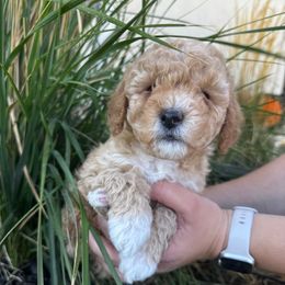 Baby Saja - Apricot male Cavapoo puppy in Goshen, Utah from Perfect Pawzabilities