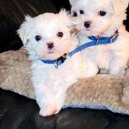 Maltese and Morkie Puppies from K and E Small Breed Puppies