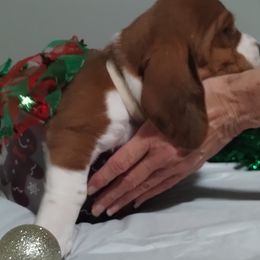 Girl White-Clarice - Mahogany and white female Basset Hound puppy in Lexington, Kentucky from Breashae's  Pups