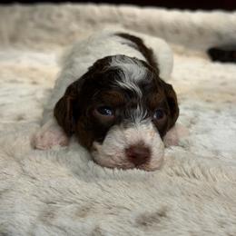 Hope - Parti female Poodle puppy in Davie, Florida from Dave Poodles