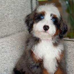 Meatball - Merle male Bernedoodle puppy in West Jordan, Utah from Doodles Friend