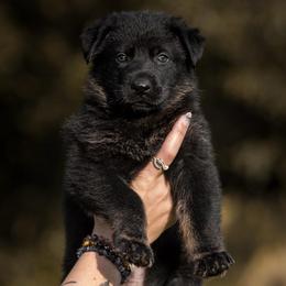 Bullet - Bi-color male German Shepherd puppy in Salem, Ohio from von den Kilöff Working German Shepherds