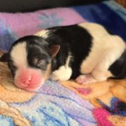Boy 2 - Black and white male Shorkie puppy in White Pigeon, Michigan from Kathys Yorkie and Shih-tzu Cuties
