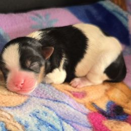 Boy 2 - Black and white male Shorkie puppy in White Pigeon, Michigan from Kathys Yorkie and Shih-tzu Cuties