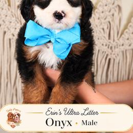 Onyx - Tri-color male Bernedoodle puppy in Norcross, Georgia from Teddy Puppies