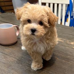 Dirk - Apricot male Maltipoo puppy in Lebanon, Kentucky from Mosaic Merle Doodles