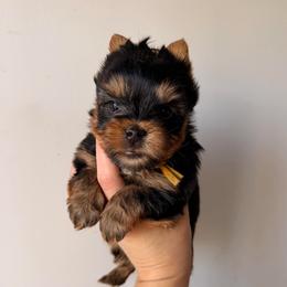 Kylo Christmas Special - Black and tan male Yorkshire Terrier puppy in Georgia from Nalley Kennels