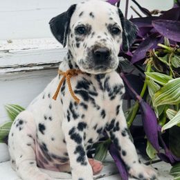 Brown (HUA) - White and black male Dalmatian puppy in Westhoff, Texas from Smart Dalmatians