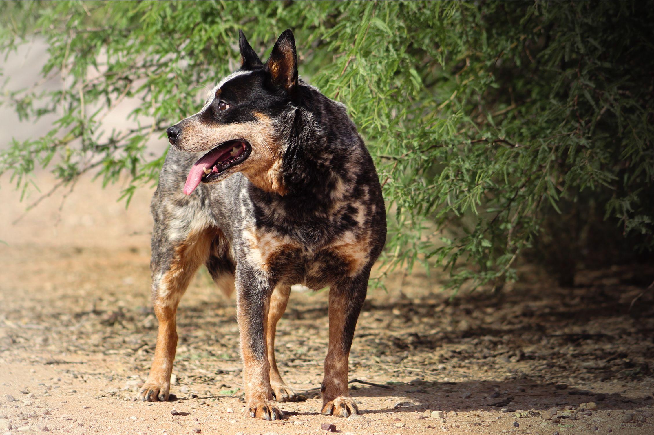 Shadow Weaver (AKC)