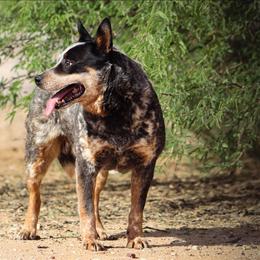 NAME TBD (AKC) - Australian Cattle Dog