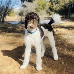 Tucker - Bernedoodle