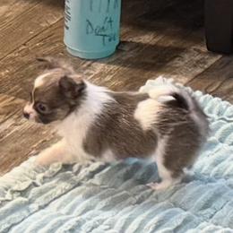 Female white and blue 7,000 - Blue and white female Chihuahua puppy in Summerfield, Florida from Uey’s Chihuahuas