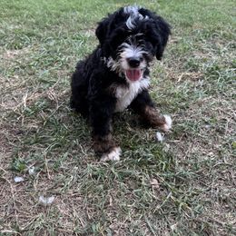 Dwight - Tri-color male Bernedoodle puppy in Bastrop, Texas from Sweet Pea Bernedoodles