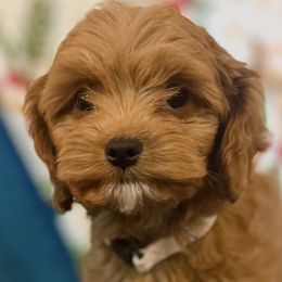 Girl 3 - Red female Cavapoo puppy in Gilbert, Arizona from Azbernedoodlepuppies