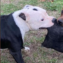 Skully - Staffordshire Bull Terrier