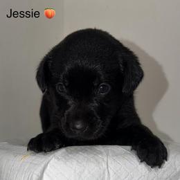 Jessie Peach Collar - Black female Labrador Retriever puppy in Elloree, South Carolina from Moonlight Kennels LLC