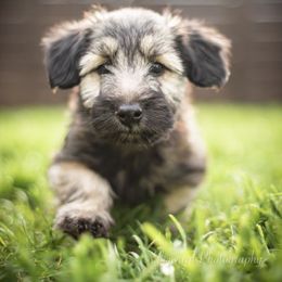 Border Collie and Skye Terrier Puppies from Skyward Farms