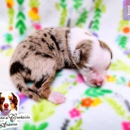 Duke - Red merle male Miniature Australian Shepherd puppy in Punta Gorda, Florida from Christie's Creekside Aussies