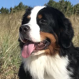 Bernese Mountain Dogs from Encore Bernese Mountain Dogs