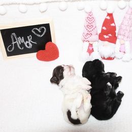 Shihpoo Puppies from 🧸 Teddies