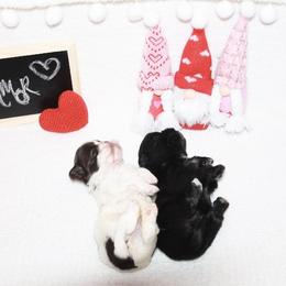 Shihpoo Puppies from 🧸 Teddies