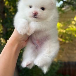 Boy 1 - White male Pomeranian puppy in Denver, Colorado from Diana's Pomeranians