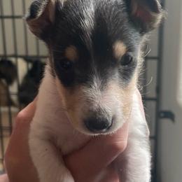 Andromeda - Black white and tan female Collie puppy in Melba, Idaho from Owyhee Valley Collies and Standard Poodles