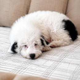 Cash - Black and white male Sheepadoodle puppy in Norwood, Missouri from Neuroth Pup Co.