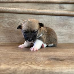 Pearl - Sable female Pembroke Welsh Corgi puppy in Phelan, California from Desert Sunset Pembroke Welsh Corgis
