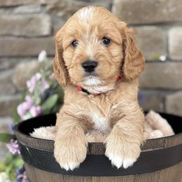 Red Collar Boy - Red male Australian Labradoodle puppy in Chesterfield, Virginia from South River Doodles