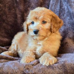 Aussiedoodle, Bernedoodle, Cockapoo, Miniature Australian Shepherd, Poodle, and Sheepadoodle Puppies from Jam's Doodles And Poodles