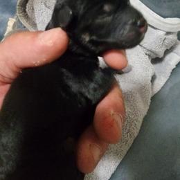 Honey - Black white and tan female Xoloitzcuintli puppy in Eugene, Oregon from Naked nobles kennel