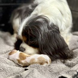 Cavalier King Charles Spaniel Puppies from Cavalier Obsession