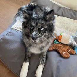 Matilda  - Pomsky