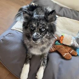 Matilda  - Pomsky