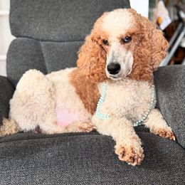 Lady - Poodle