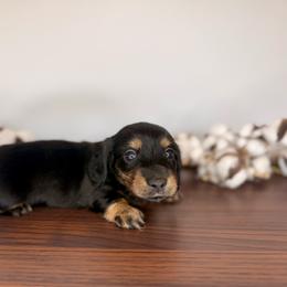 Black and tan female - Black and tan female Dachshund puppy in Beaver, Pennsylvania from Meaden’s Mini Dachshunds
