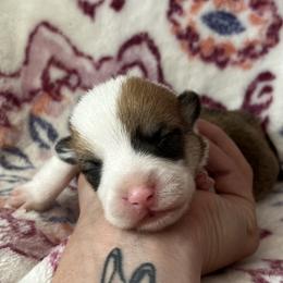 Leroy - Red male Pembroke Welsh Corgi puppy in Hope, Arkansas from Foxy Knoll Farm