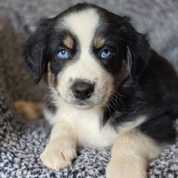 Boy 1 - Black tri-color male Australian Shepherd puppy in New Tazewell, Tennessee from D&D Australian Shepherds