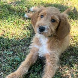 Green Boy - Red  male Goldendoodle puppy in Richmond, Kentucky from The Doting Doodle